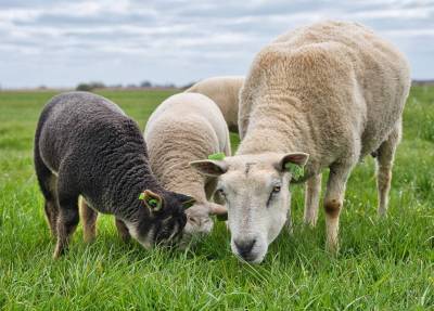 ps-schapen-Z6B_1199-YvonnevanDrielweb_original