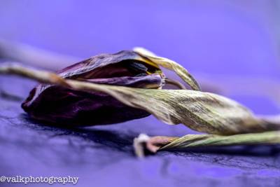 _DSC0676_original