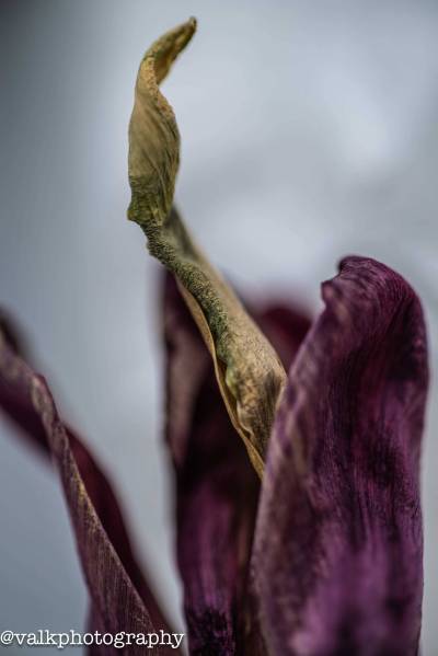 _DSC7903_original