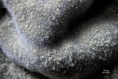 Fungus Claudosporium claudosporoides