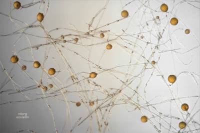 Sporangium Mucor sp. Fungi spores