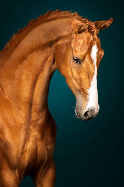 Equilights-10_original_copy_1