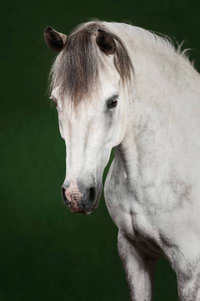 Equilights-11-_original