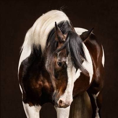 Equilights-12_original_copy_1