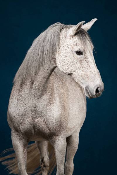 Equilights-13_original_copy_1