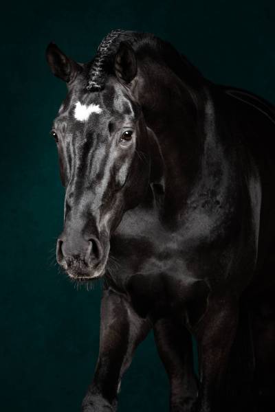 Equilights-15_original_copy_1