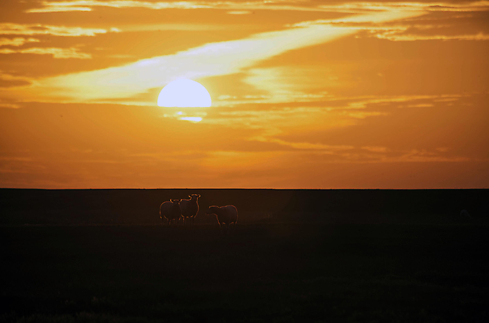 Sheeps at Sunrise. From series Light at Animals