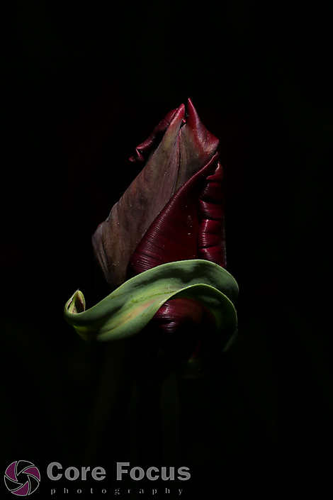 2019 Tulips-Art-4