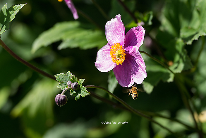 Flower and Insect