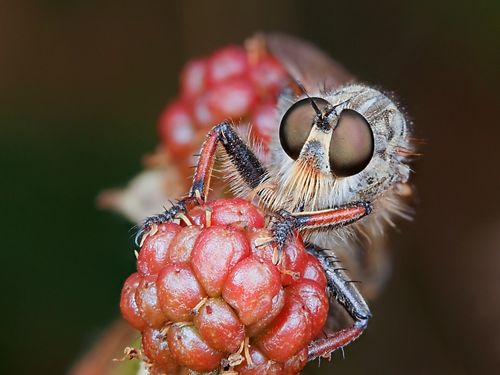 Veldfoto van een roofvlieg