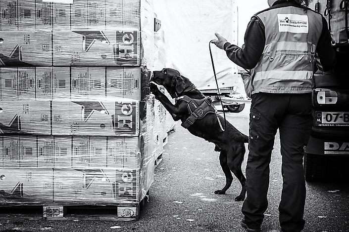 Checking the stores by a specialized dog. Part of documentairy 
