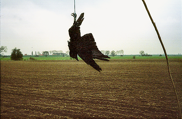 Bommelerwaard, 2005. Dode kraai als vogelverschrikker op ingezaaide akker.