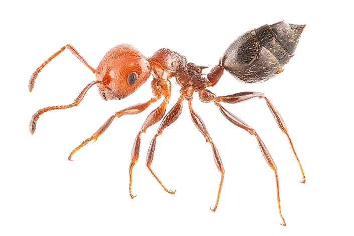 De rode schorpioen mier (Crematogaster scuttelaris), onderdeel van een rapportage over exotische mieren