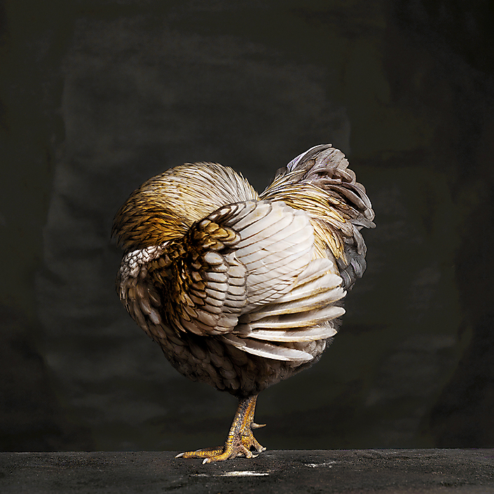 fine-art-photography-of-chicken_for-sale-as-art-print