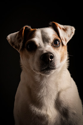 Fine Art hondenfotografie ByMiek