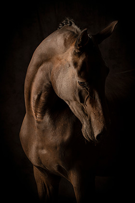 Fine Art Paardenfotografie ByMiek Fotografie