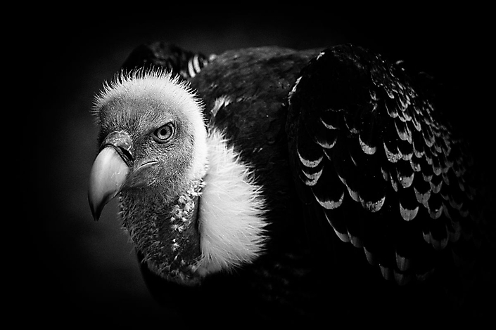 Rueppell's Vulture (black version)