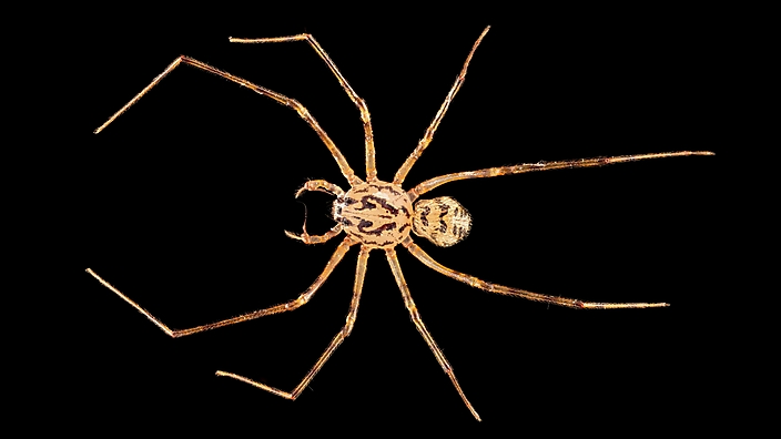 De getijgerde lijmspuiter (Scytodes thoracica). Spinnen zijn een moeilijk onderwerp omdat ze snel indrogen.